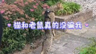 猫和老鼠真的没骗我