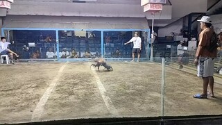 golden dome sayang naunahan Ang Hybreed dome. talo pero. Patay din kalaban.