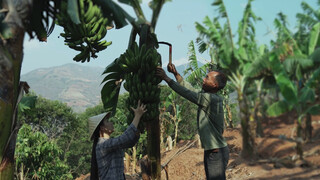 [Makanan]|Pisang di Tepi Sungai Nu