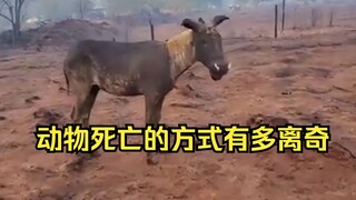 Animal Strangely Dead Identification 28