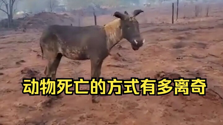 动物离奇死亡鉴定28