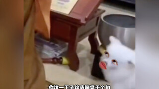 这一下你这一上午都白念了