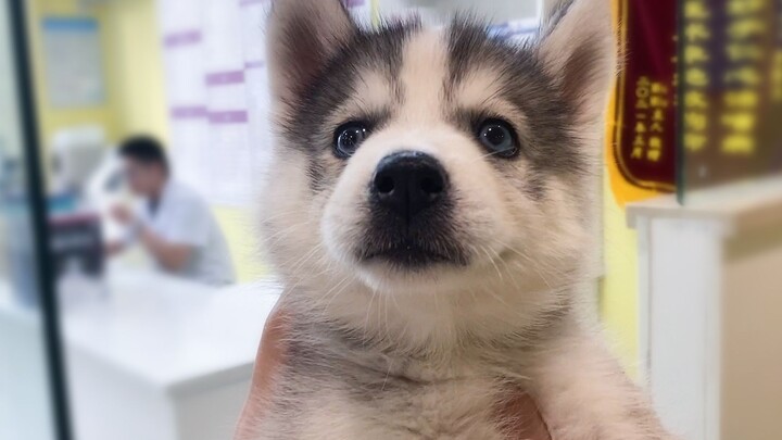 Husky Made a Mess by Take Away Food from a Vet