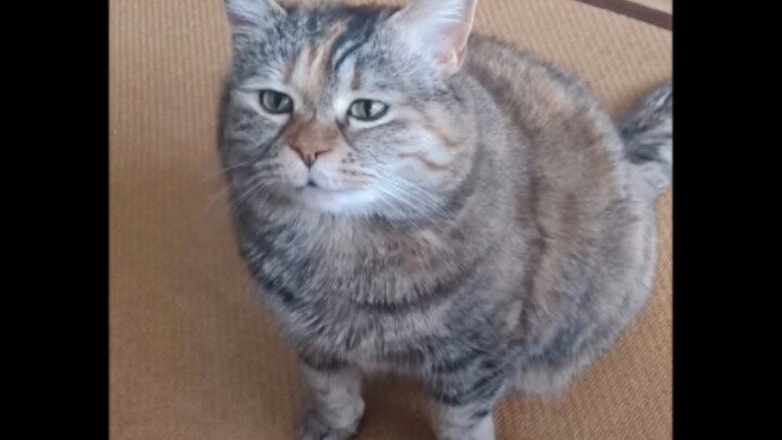 Poetry Recitation: "Mom, I'm Not Hungry at All, Really"