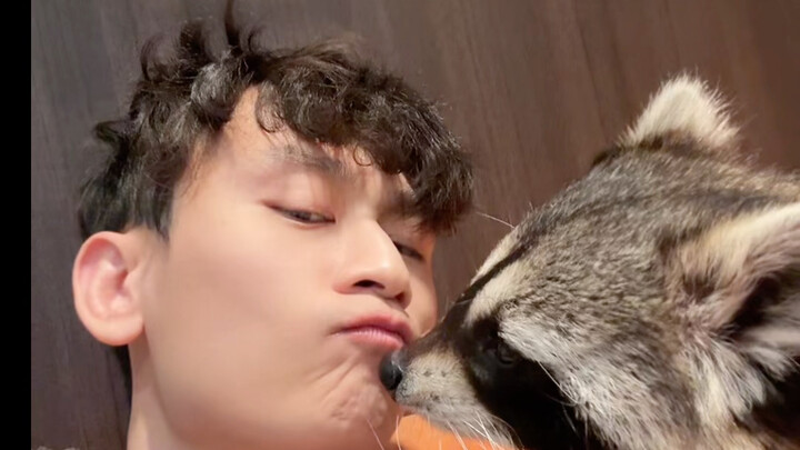 This raccoon is a total buzzkill.