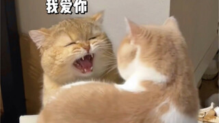 公猫喜欢上了公猫怎么办？上防猫神器！