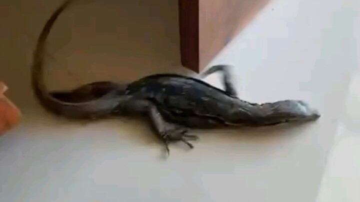 هذا يُسمّى مدحًا؟!