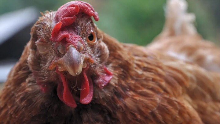 Chicken Tabetaka 02