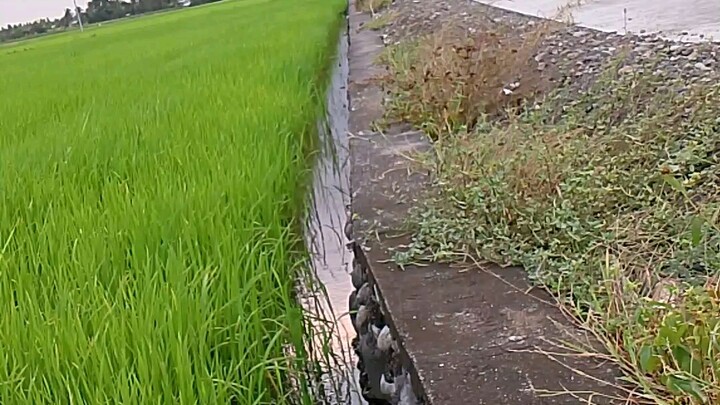 #BuhayProbinsya #Bukid #LuntiangKapaligiran #AngKabukiran #NakakamissAngBukid