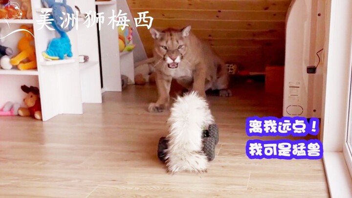 A Monster Showed Up at Home? The Cougar’s Freaking Out!