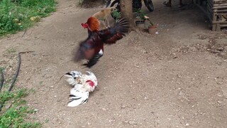 Leiper Grey x White Kelso VS McLean Hatch Spar