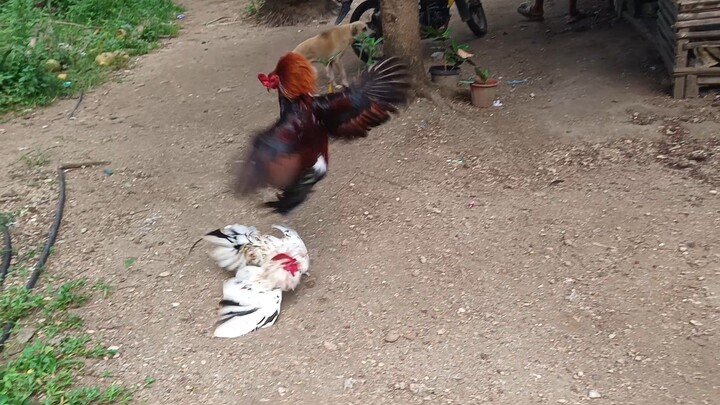 Leiper Grey x White Kelso VS McLean Hatch Spar