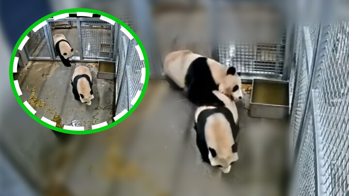 Kencan panda Wu Wen Xing dipertontonkan semua.
