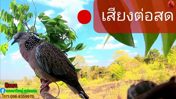 #เสียงเจ้าสิงขร#เสียงต่อนกเขาหมานๆ【เสียงต่อสด】#Bẩy Chim Cu Gáy