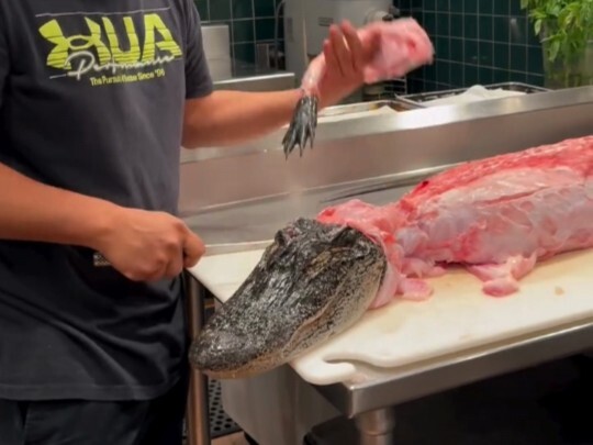 Who thinks they can single-handedly take down a swamp pup in the water? (Except for the Chinese alli