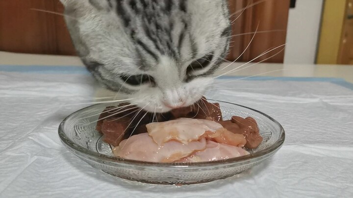 Cat Eating Raw Meat (Part 1)