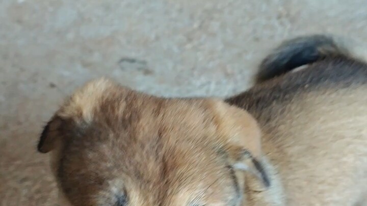 Menggoda anjing sulung yang sah, akibatnya sangat serius