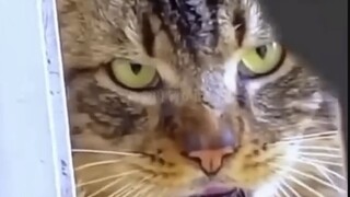 The Legend of Evil Meow!