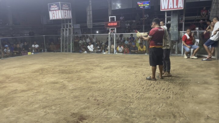 RVG kanawayon Bullstag vs Bullstag