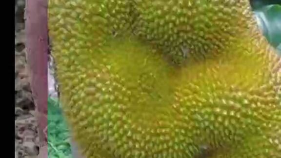 những loại thực vật kì lạ nhất thế giới