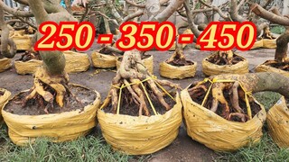 📞 NGUYÊN 0332333910 PHÔI MAI ĐẾ ĐẸP 250-450K THIỆT LẸ BAO SỐNG BAO SHIP 08/06/2024 | BẾN TRE ƠI