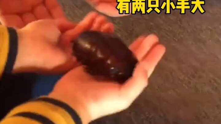 So cockroaches really are as big as our Southern compatriots describe! The female characters’ scream