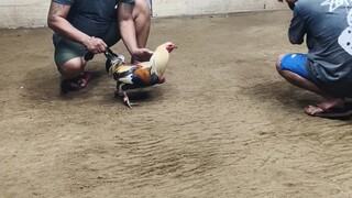 JR3 GAMEBIRDS