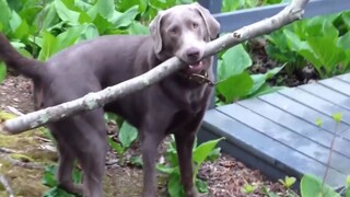 叼着长长木棍的狗狗，被栏杆挡住了去路，这该怎么办呢？