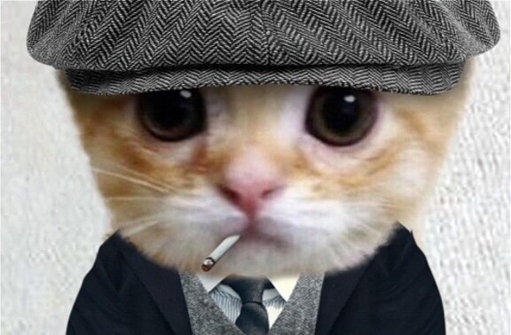 شيربي كاتكات