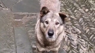 Sài Hổ không biết rằng mình phải đi hết cả cuộc đời mới có thể gặp lại ông nội.