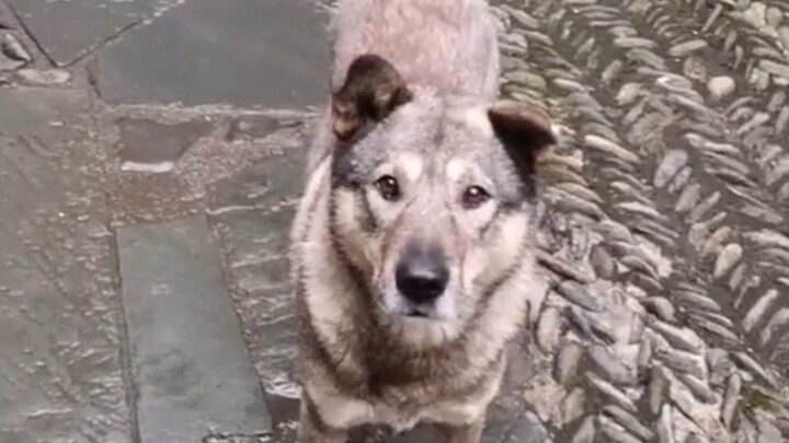 赛虎不知道 自己要走完一生 才能和爷爷相见