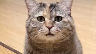 Kucing kecil ingin mengatakan sesuatu