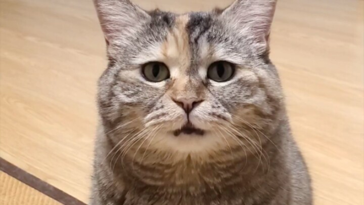 The Kitten Has Something to Say