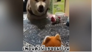 สัตว์เลี้ยง เพื่อนขนปุย : เพื่อนตัวน้อยจอมป่วน