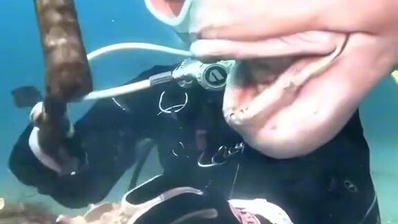fish