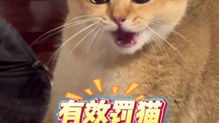 Apa yang harus dilakukan kalau kucing nggak nurut?