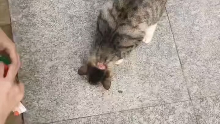 Applying hydrogen peroxide to the cat—bro has something to say.