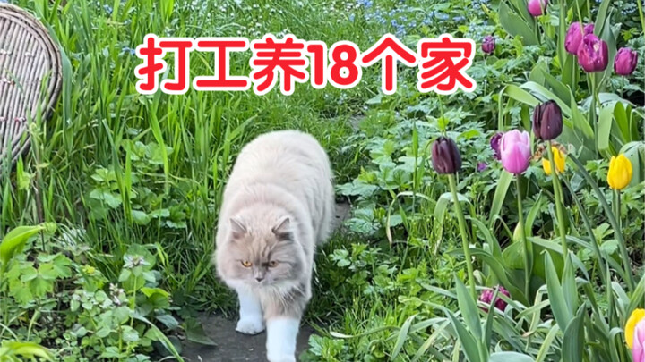 How My Cat Keeps Feeding Mice to Our German Neighbor