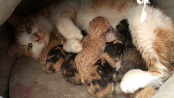 พาแมวจรจัดตัวแม่กลับบ้านทีเดียว ก็ได้ลูกอ้อนมาเพียบเลย