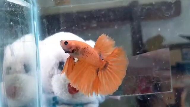 orange halfmoon x yellow mascot halfmoon