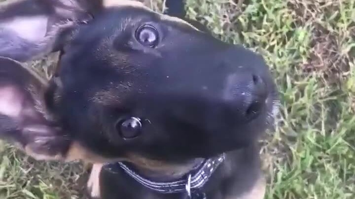 A baby police dog in Massachusetts, USA, has gone viral lately—sporting a big black face and unabash