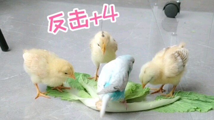 Bukan karena tidak dibalas, hanya saja waktunya belum tiba; bahkan burung kecil yang sombong pun akh
