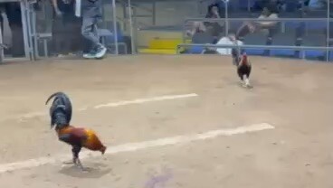 Pilar Coliseum 3hits, 2nd fight WDW