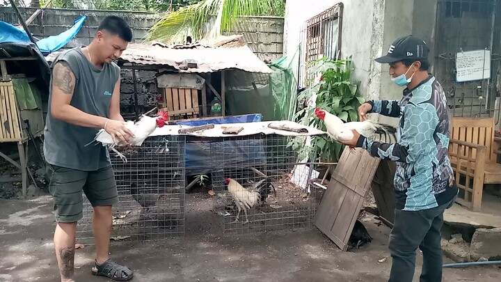 ORMB GAMEYARD White Streamer vs White General test fight