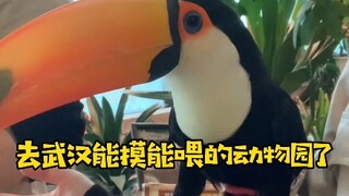 【Wisata Toko Wuhan】Musim semi ini pasti harus mengunjungi kebun binatang yang bisa disentuh dan dibe