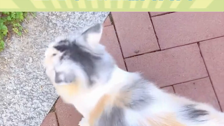 Its fur looks clean and fluffy, and the colors are so vibrant and multicolored!! Netizen: If I saw i