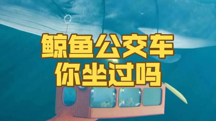 هل ركبت حافلة الحوت من قبل؟