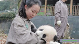 Hewan|Panda Besar yang Lucu
