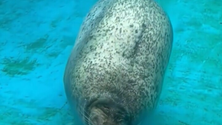 Video anjing laut tak bermakna