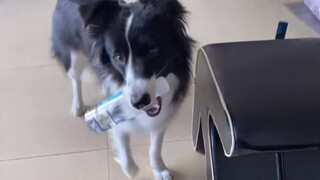 [Pecinta Anjing] Border Collie ini pasti duluan membaca skripnya!